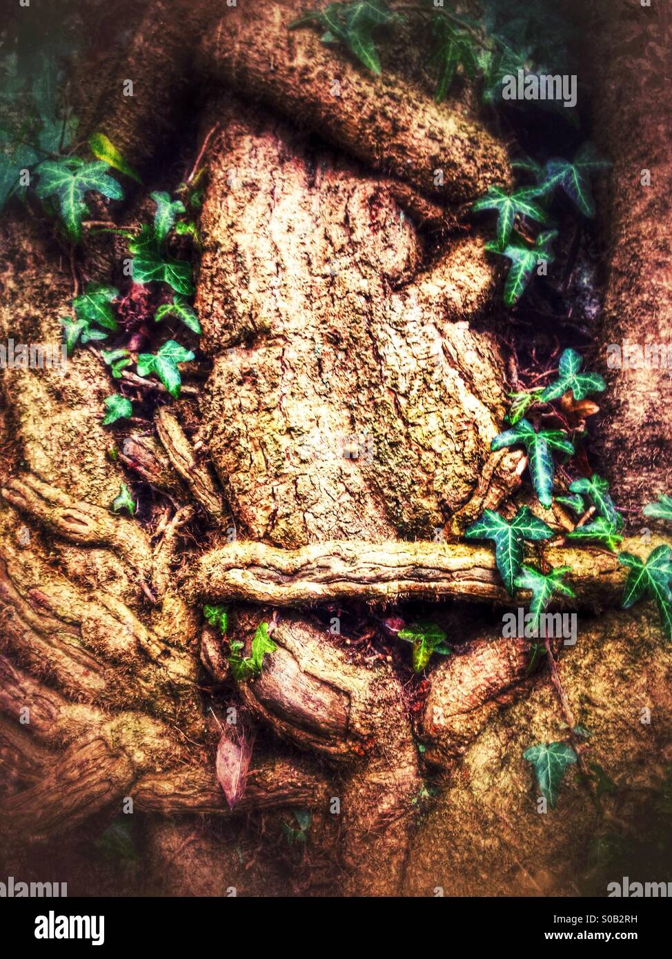 Gnarled tree trunk. Surrey, England. - Smartphone Captured Stock Image