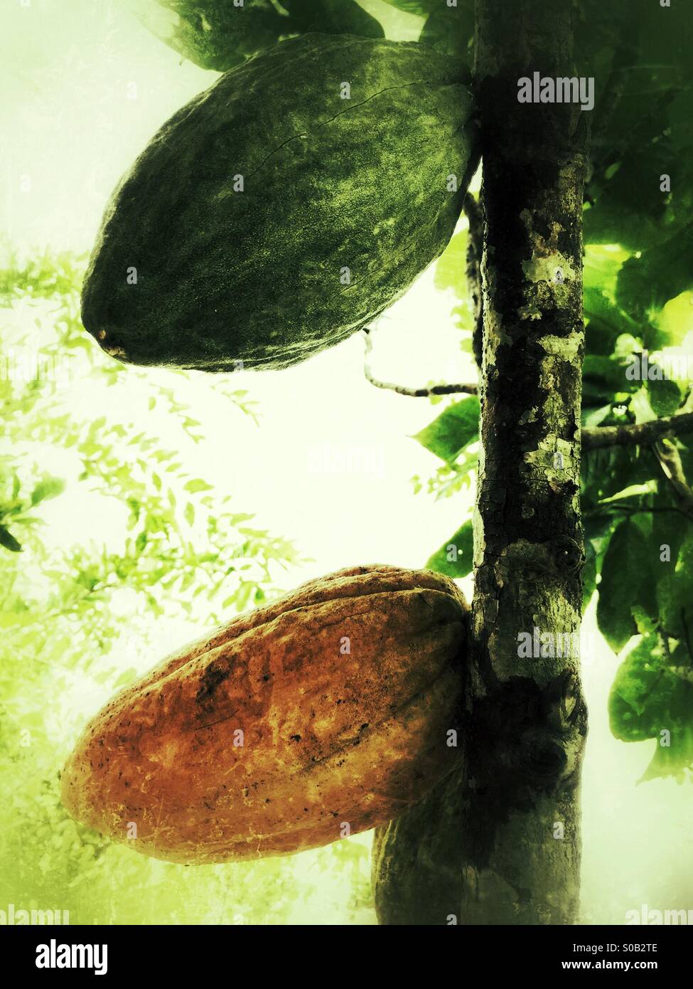 Cocoa Fruit on the Tree Stock Photo Alamy