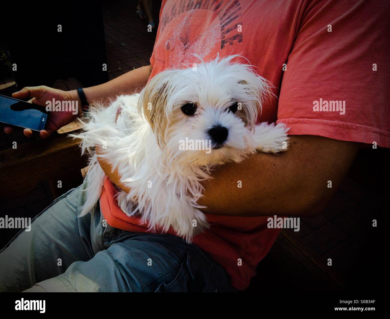 Man texts while holding his Maltese dog on his lap Stock Photo