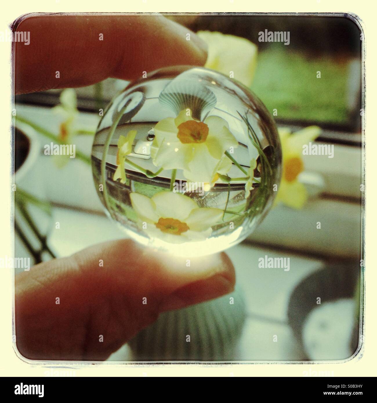 Vase of daffodils  reflected in a glass ball - Smartphone Captured Stock Image