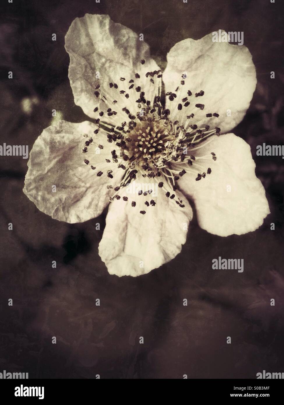 Monochrome photo of raspberry flower - Smartphone Captured Stock Image