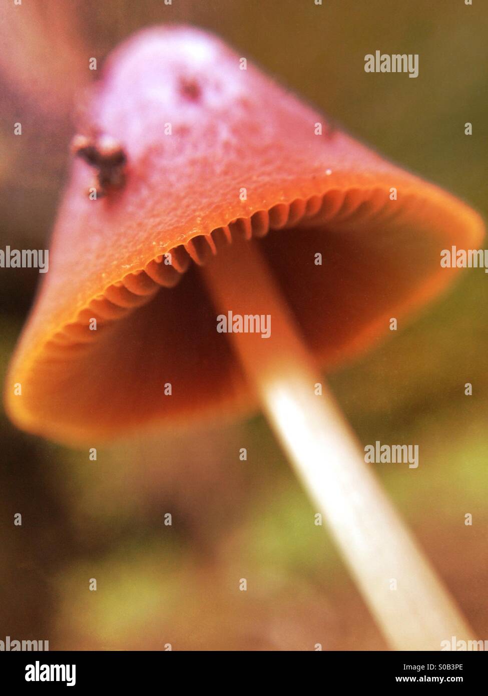 Toadstool - Smartphone Captured Stock Image
