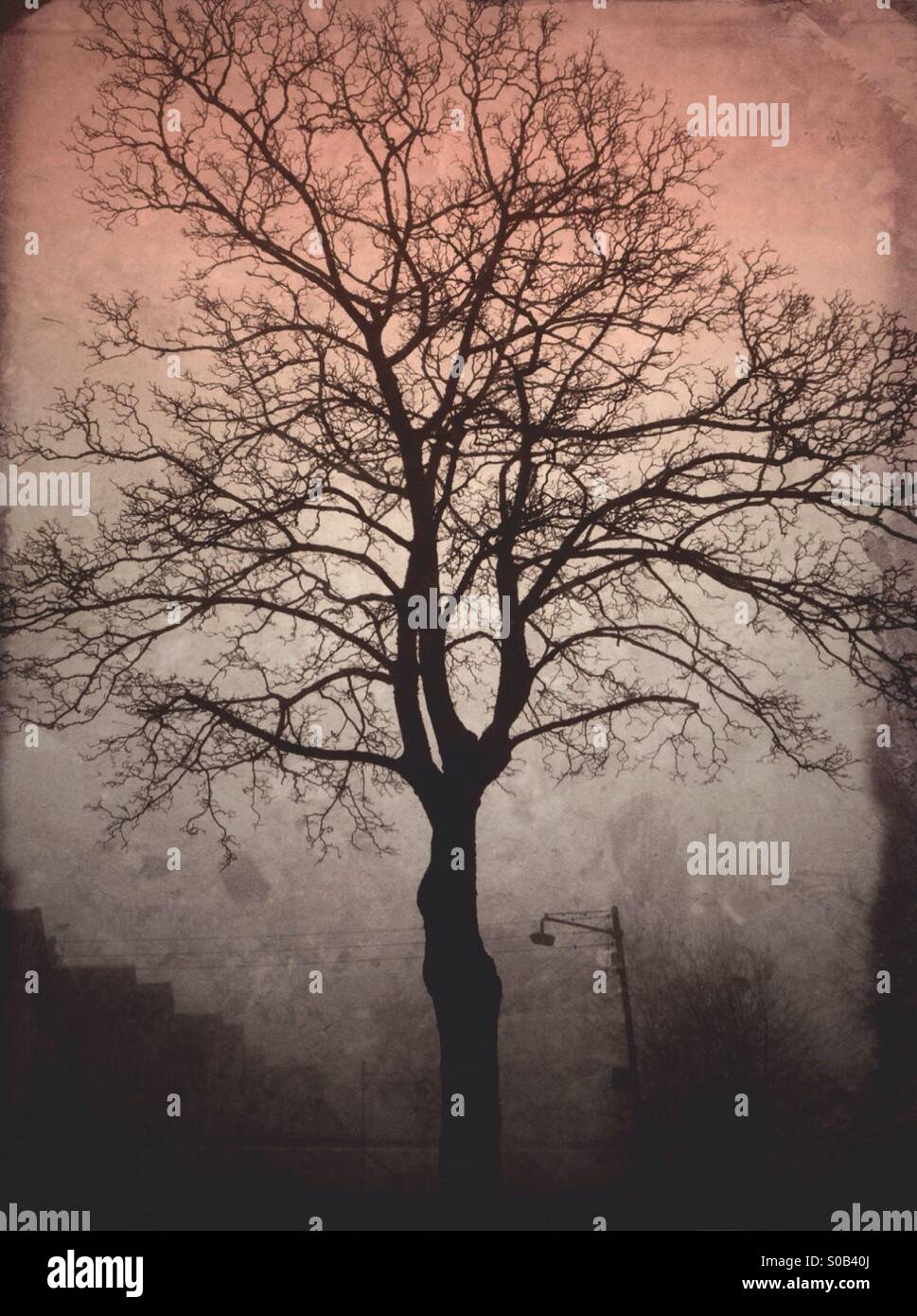 Moody tree. - Smartphone Captured Stock Image