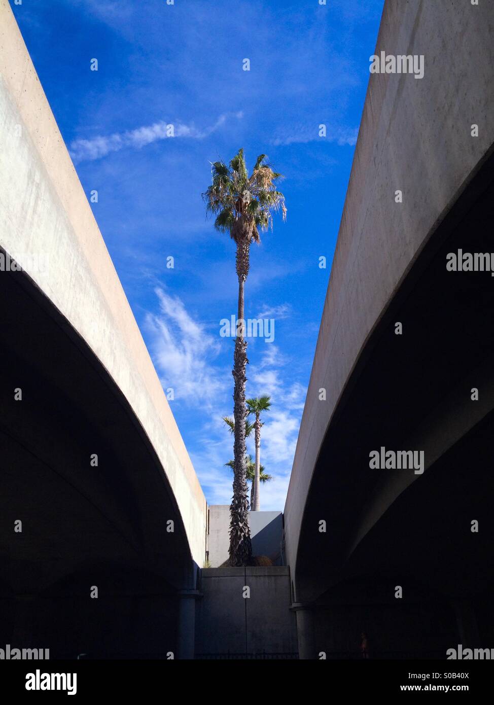 Palm trees between the lanes of Highway 101 in Santa Barbara, California. - Smartphone Captured Stock Image