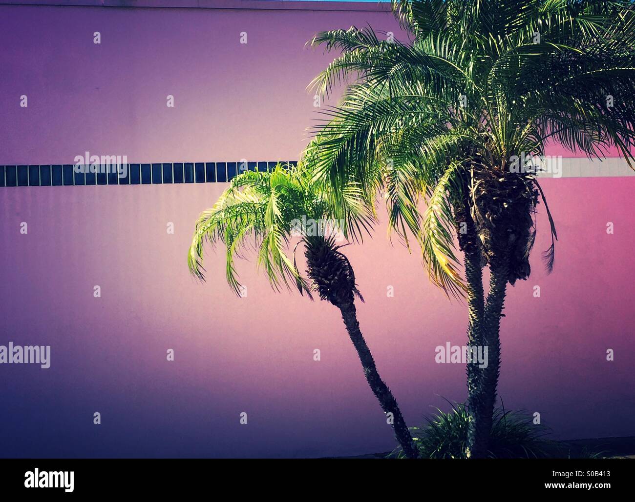 Palm trees in Florida - Smartphone Captured Stock Image