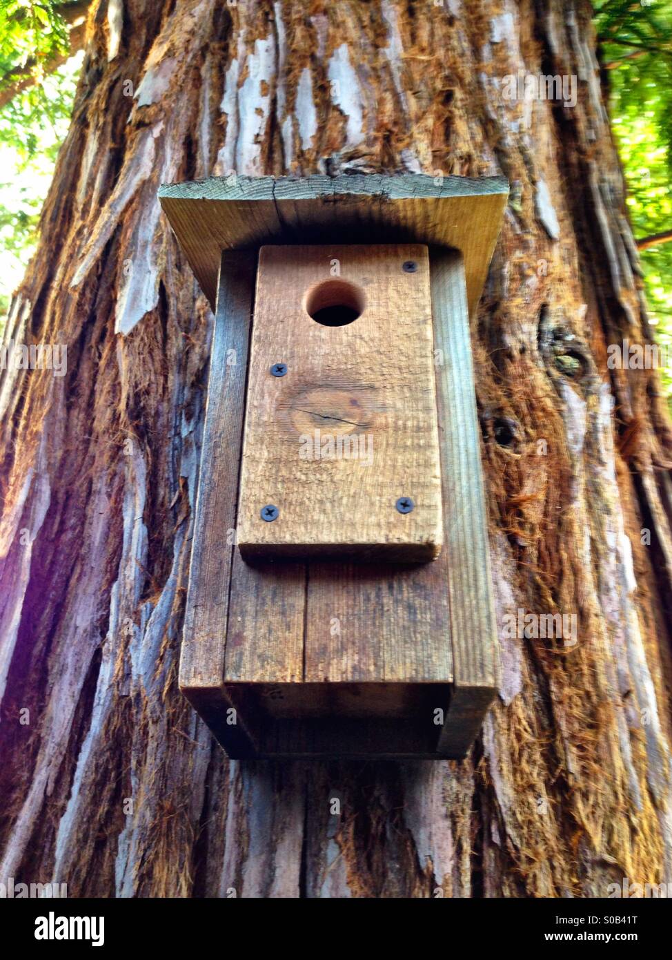 Wooden bird house on a redwood tree - Smartphone Captured Stock Image