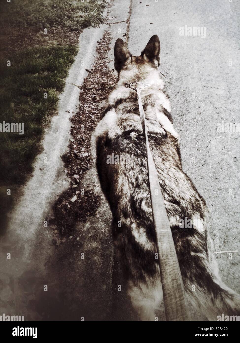 German shepherd pulling forward on a leash Stock Photo Alamy