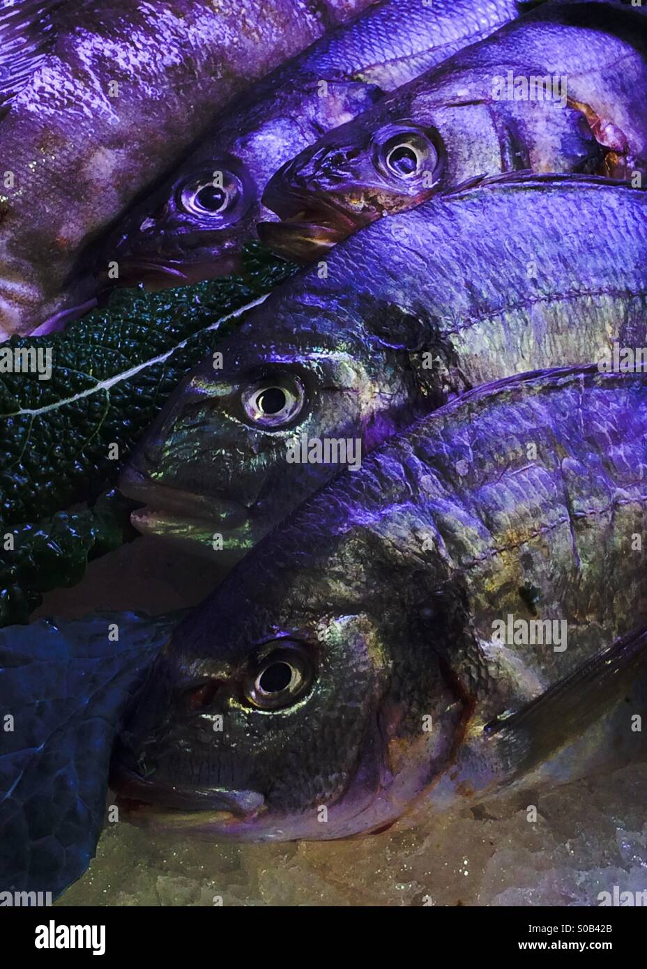 Seabass and whole sea bream farm raised in Greece. - Smartphone Captured Stock Image