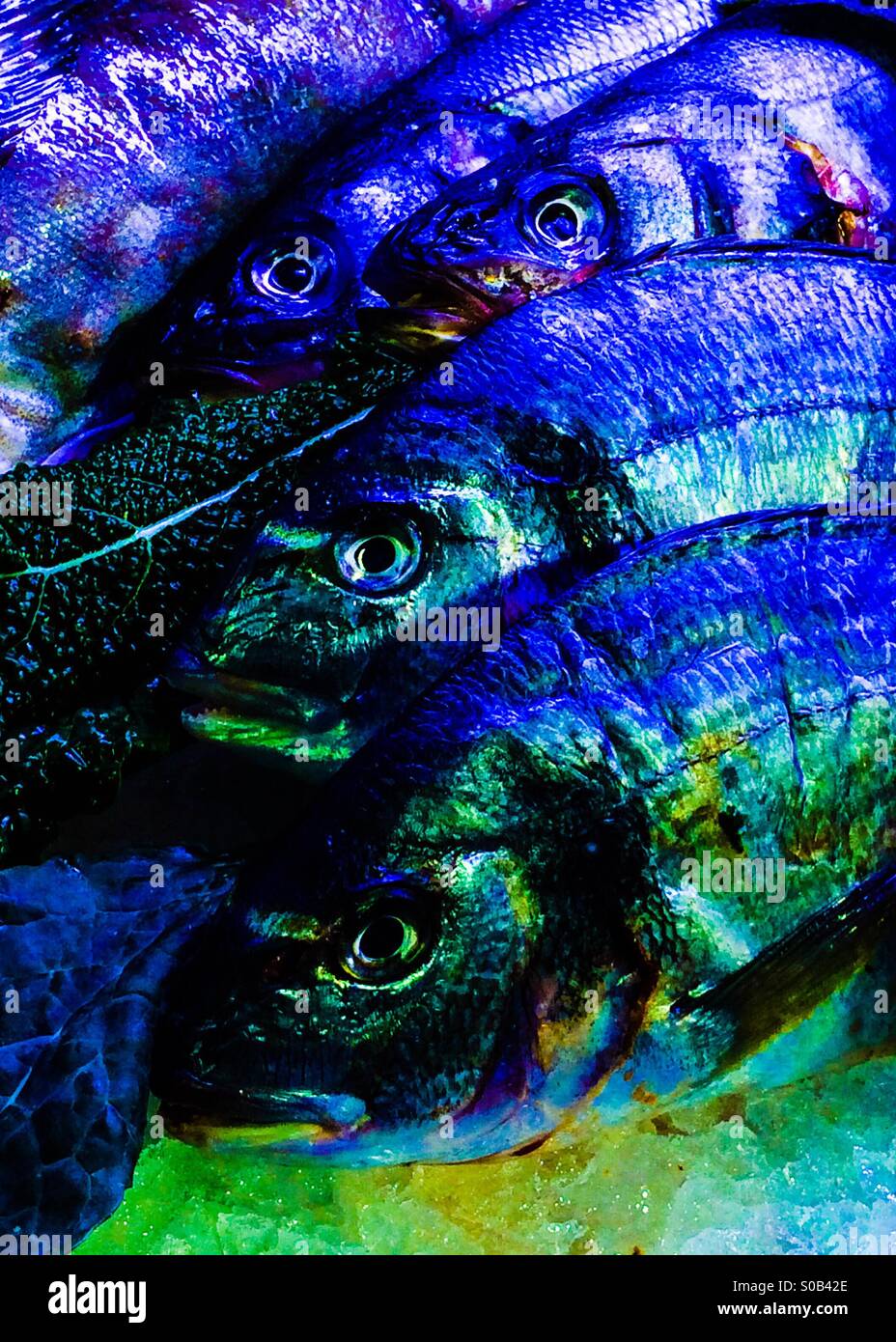 Whole Sea Bream farm raised in Greece Stock Photo Alamy