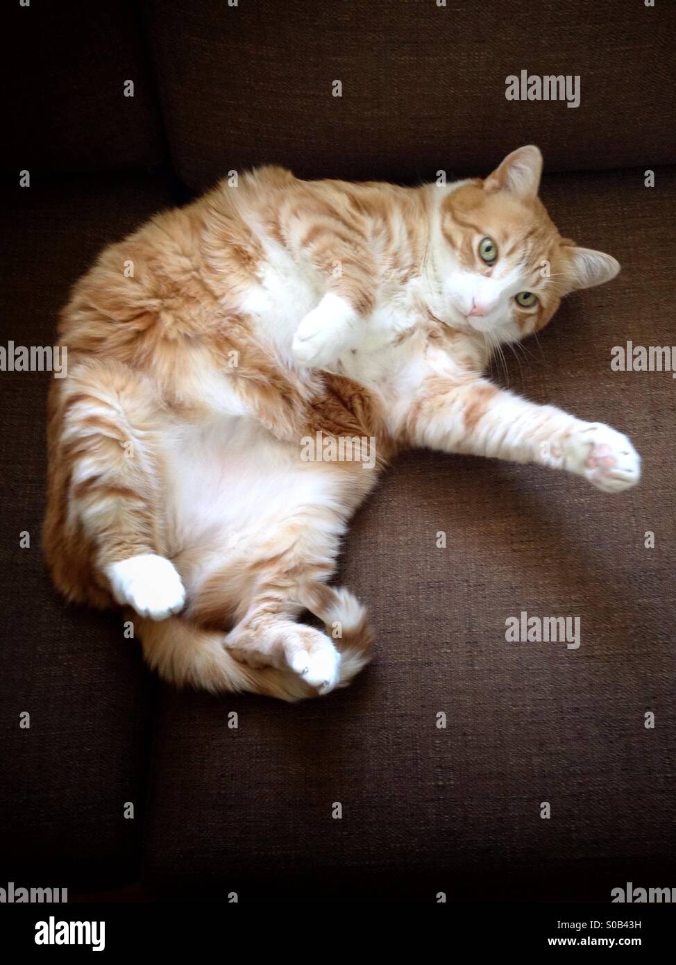 Cat - Smartphone Captured Stock Image