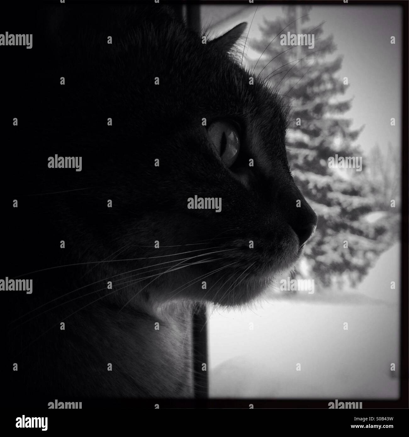 Winter View - Smartphone Captured Stock Image