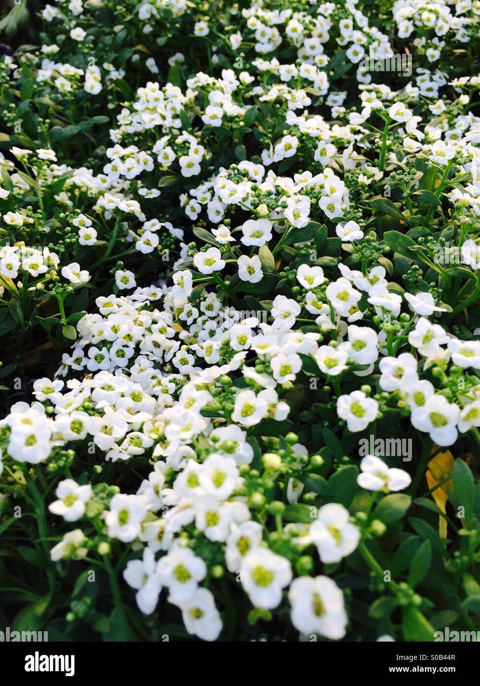 Beyond Zephyr Pretty White Flowers