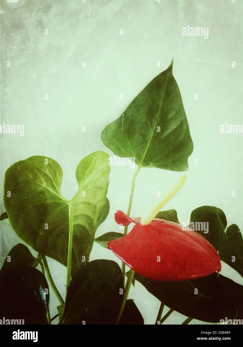 Red anthurium green leaves Stock Photo