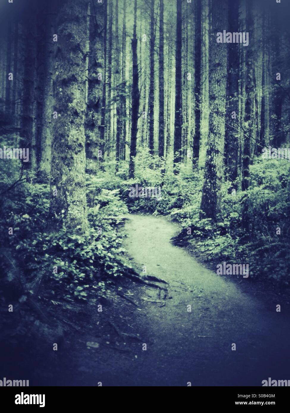 Trail winds up the old evergreen forest - Smartphone Captured Stock Image