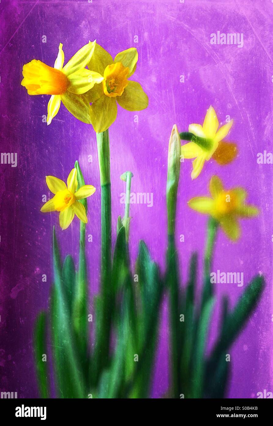 Daffodils against a purple background Stock Photo Alamy