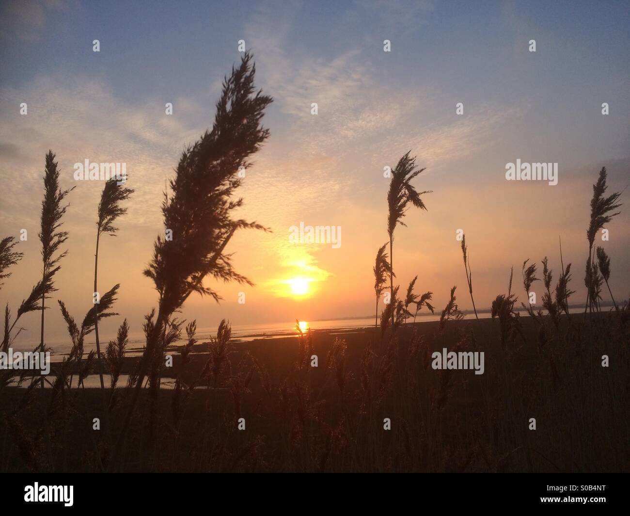 Reeds grass land silhouetted at sunset. Stock Photo