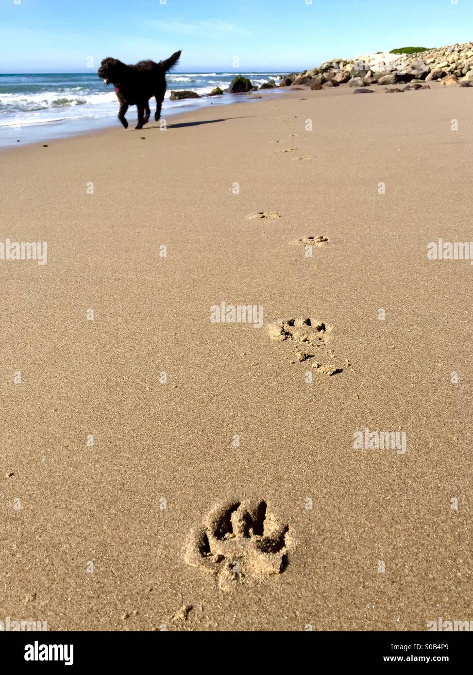Dog paw prints on the beach and a black dog running in the background. Ventura, California USA. Stock Photo
