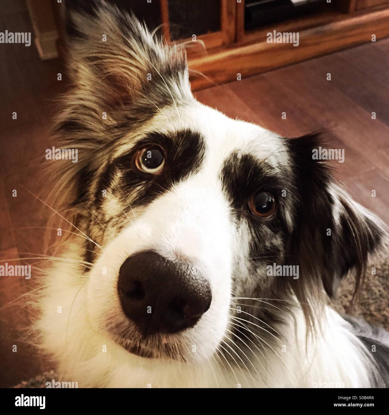 A boarder collie dog looking at camera. - Smartphone Captured Stock Image