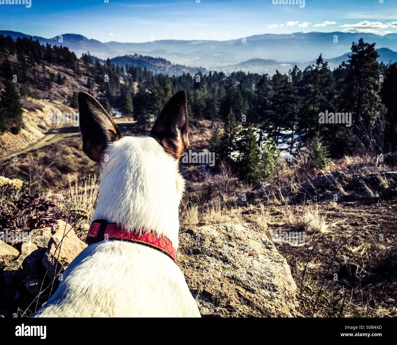 Dog looking over the panoramic views of forest, mountains and valley. - Smartphone Captured Stock Image