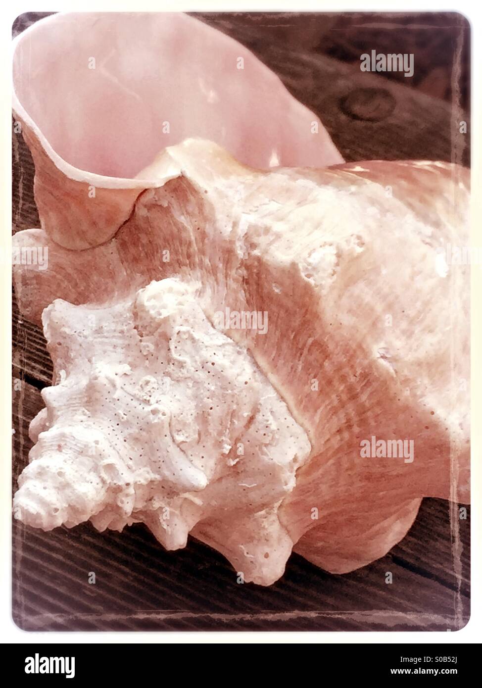 Conch shell - Smartphone Captured Stock Image