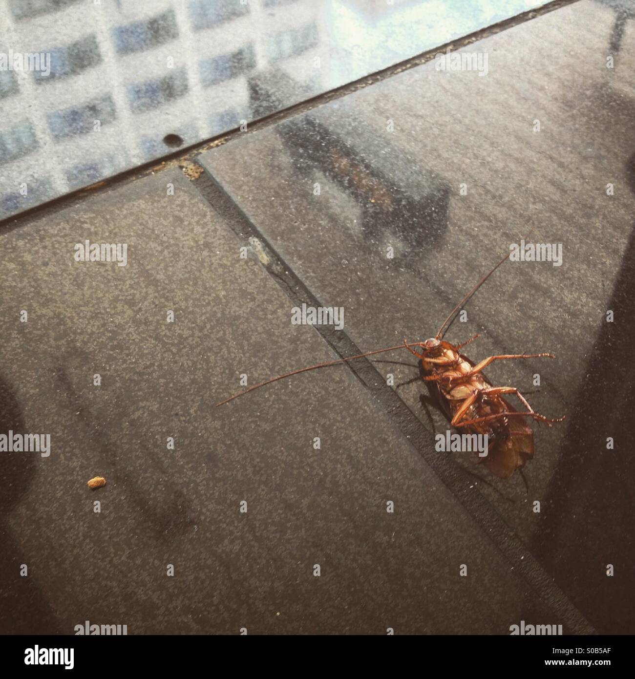 A cockroach dead on the ground Stock Photo