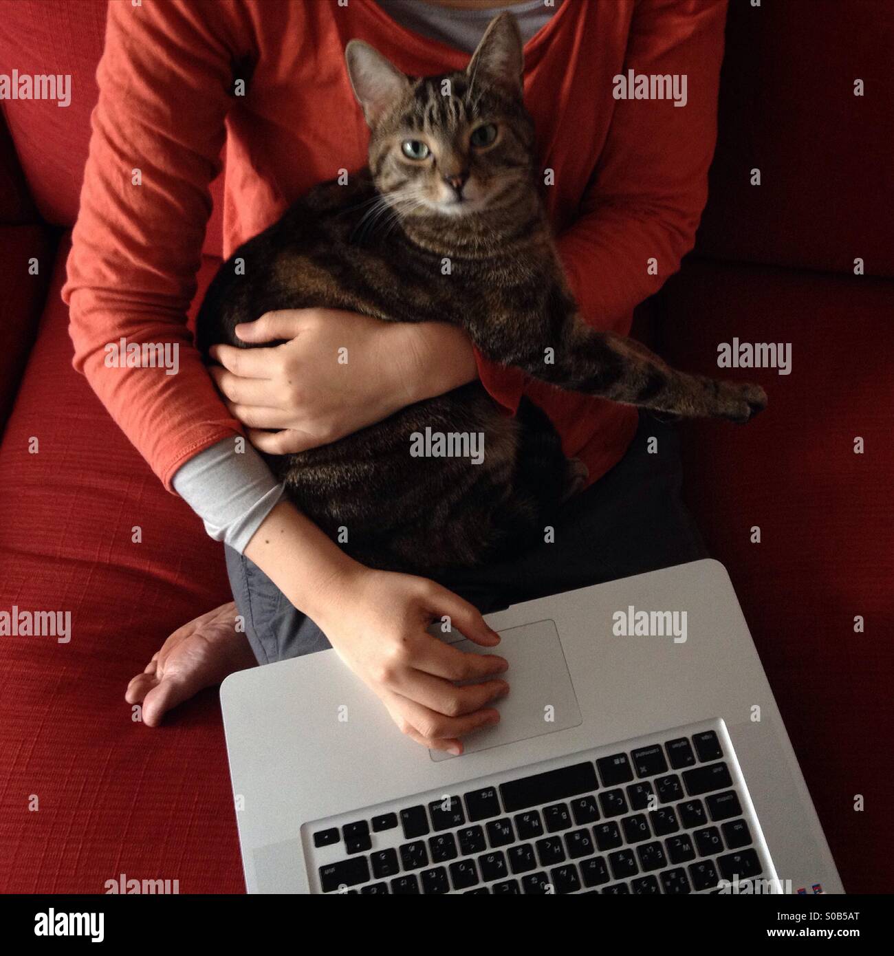 Working from home, with Apple Mac laptop, and cat. Stock Photo