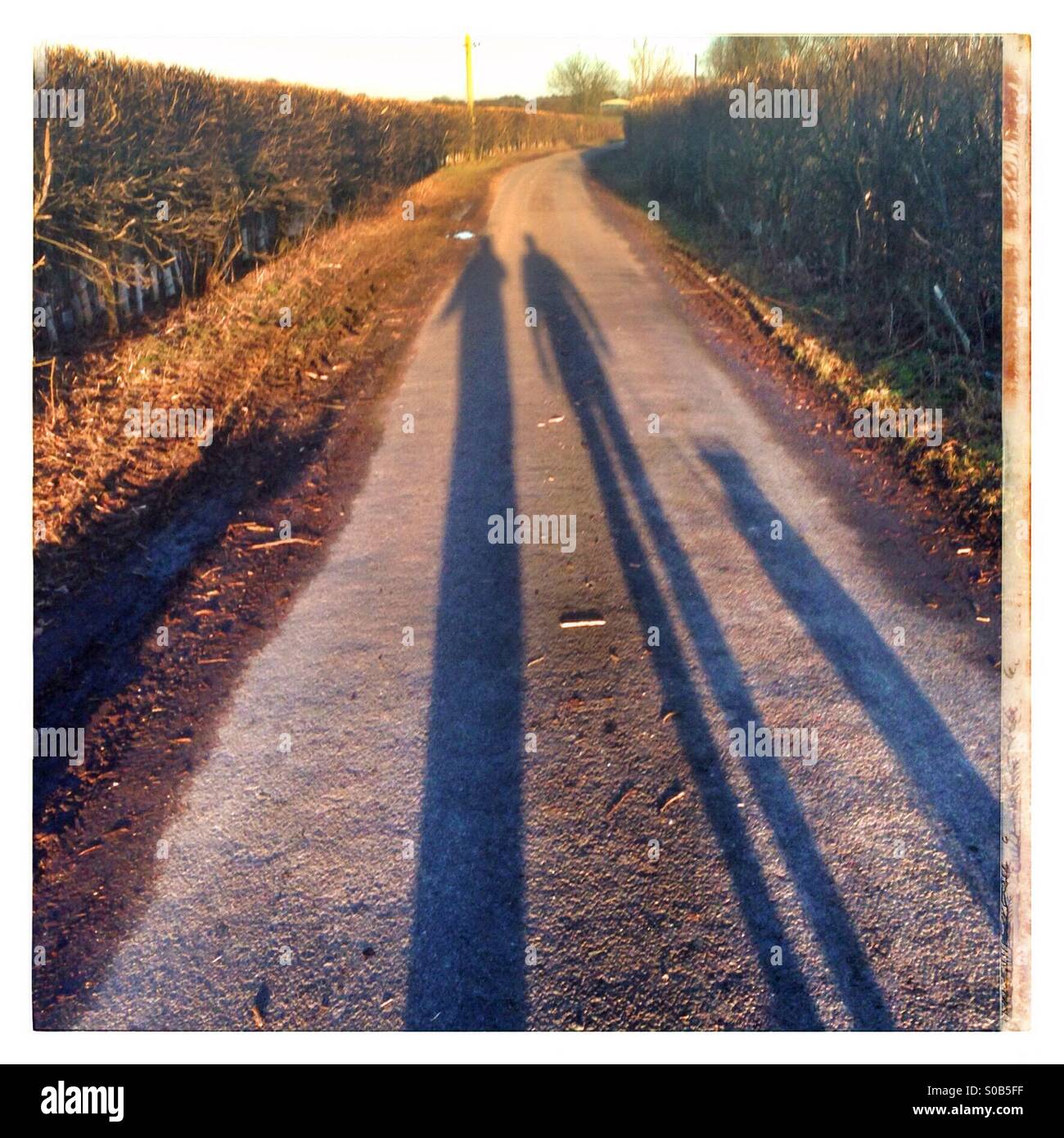 Long shadows stretch across a quiet dirt road at sunset with hedges lining both sides - Smartphone Captured Stock Image