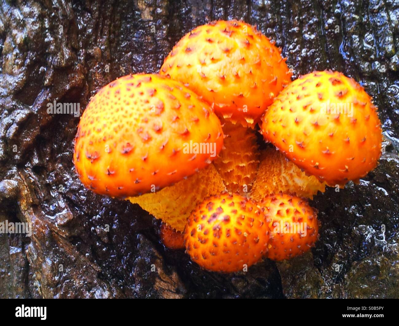 Alien fungi hi-res stock photography and images - Alamy