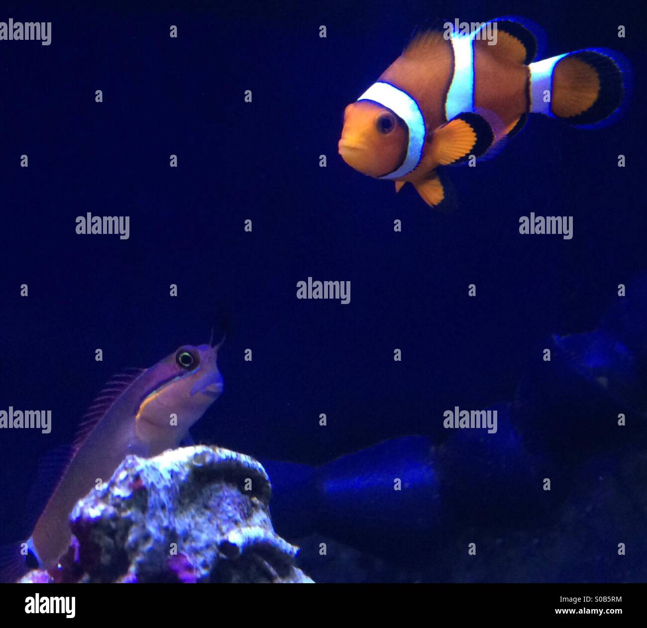 Reef Tank Fish Stock Photos Reef Tank Fish Stock Images Alamy