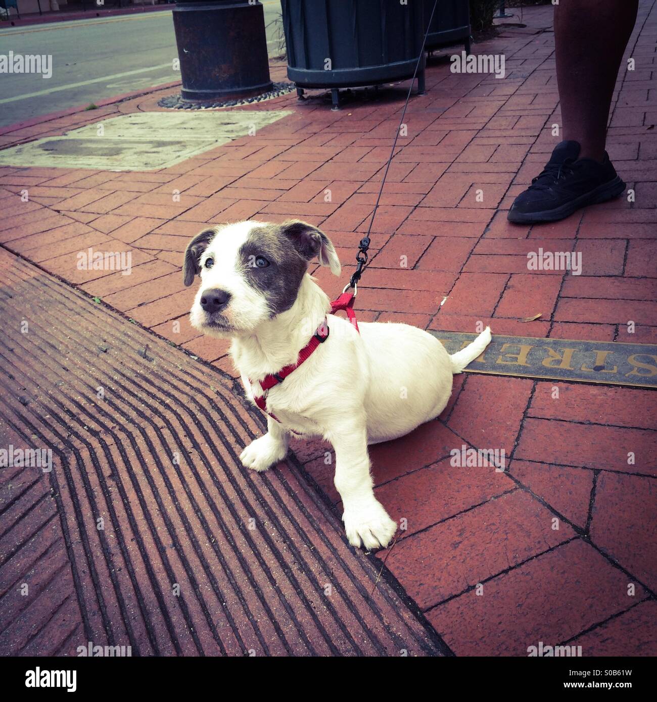 A mixed breed puppy waiting for the traffic light to change Stock Photo