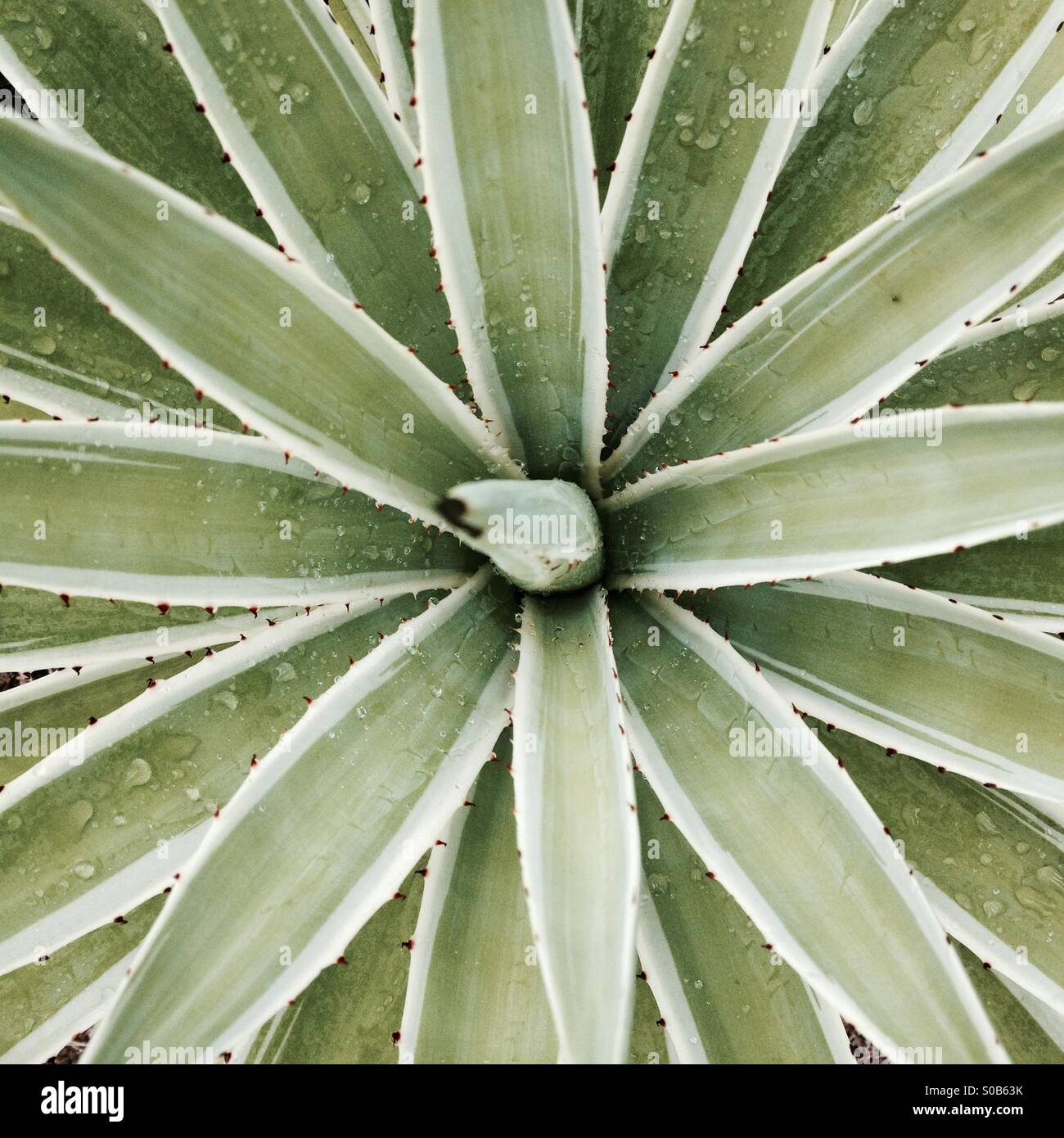 Plant - Smartphone Captured Stock Image