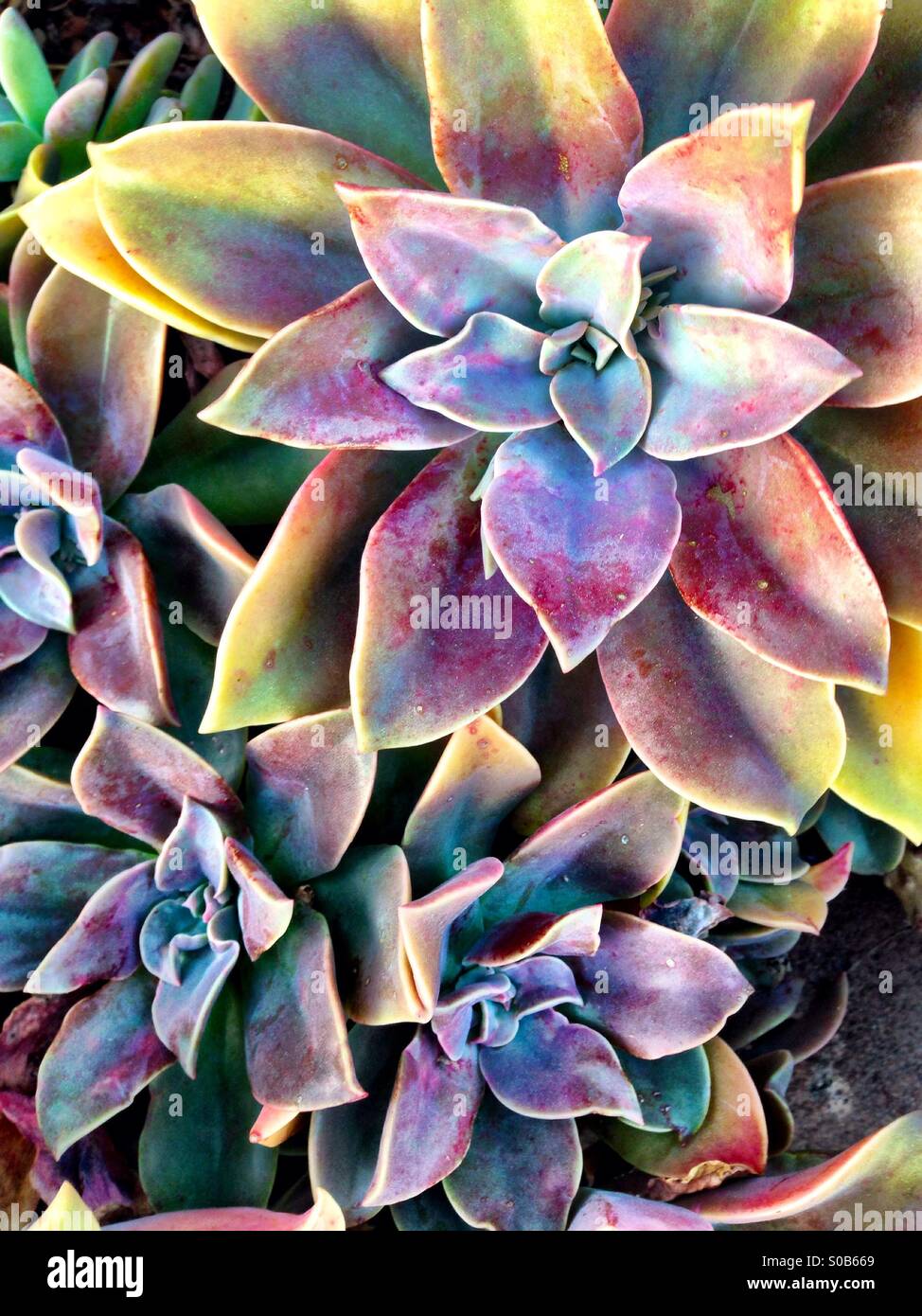 Colorful succulent plants Stock Photo