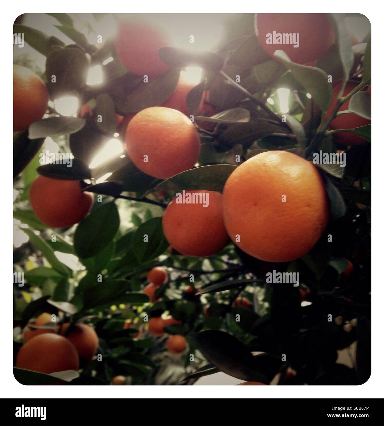 Clementines on the tree Stock Photo Alamy