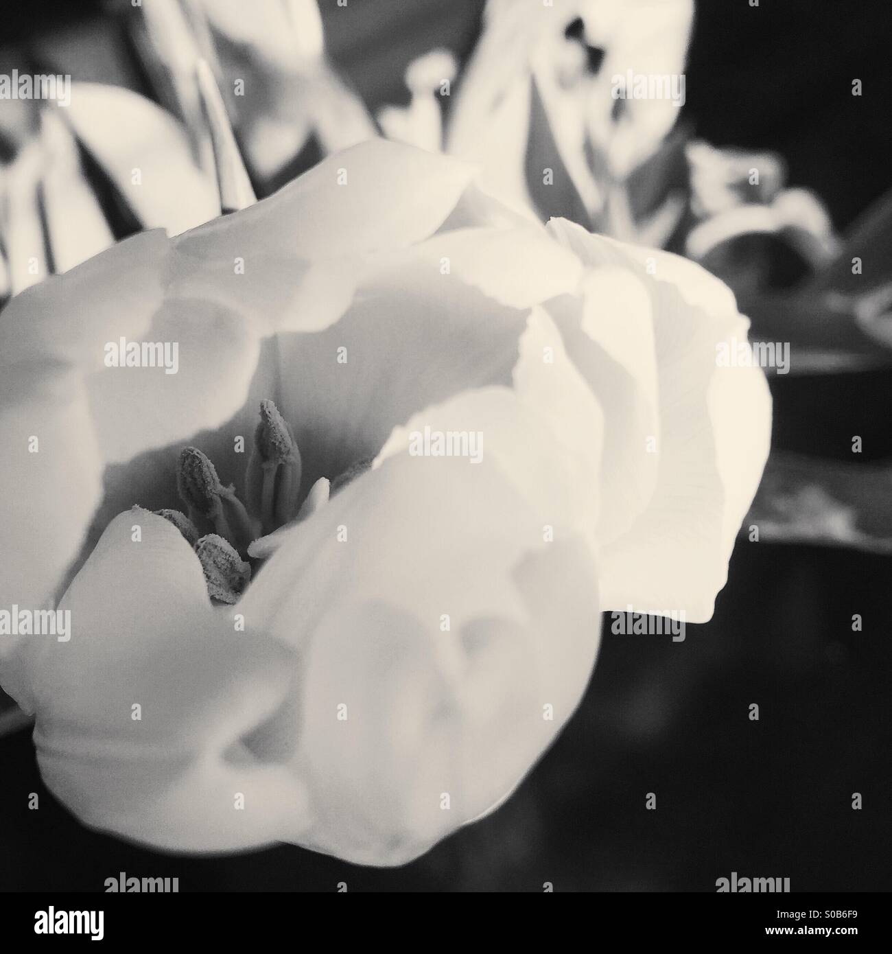 Closeup of a white tulip flower Stock Photo - Alamy
