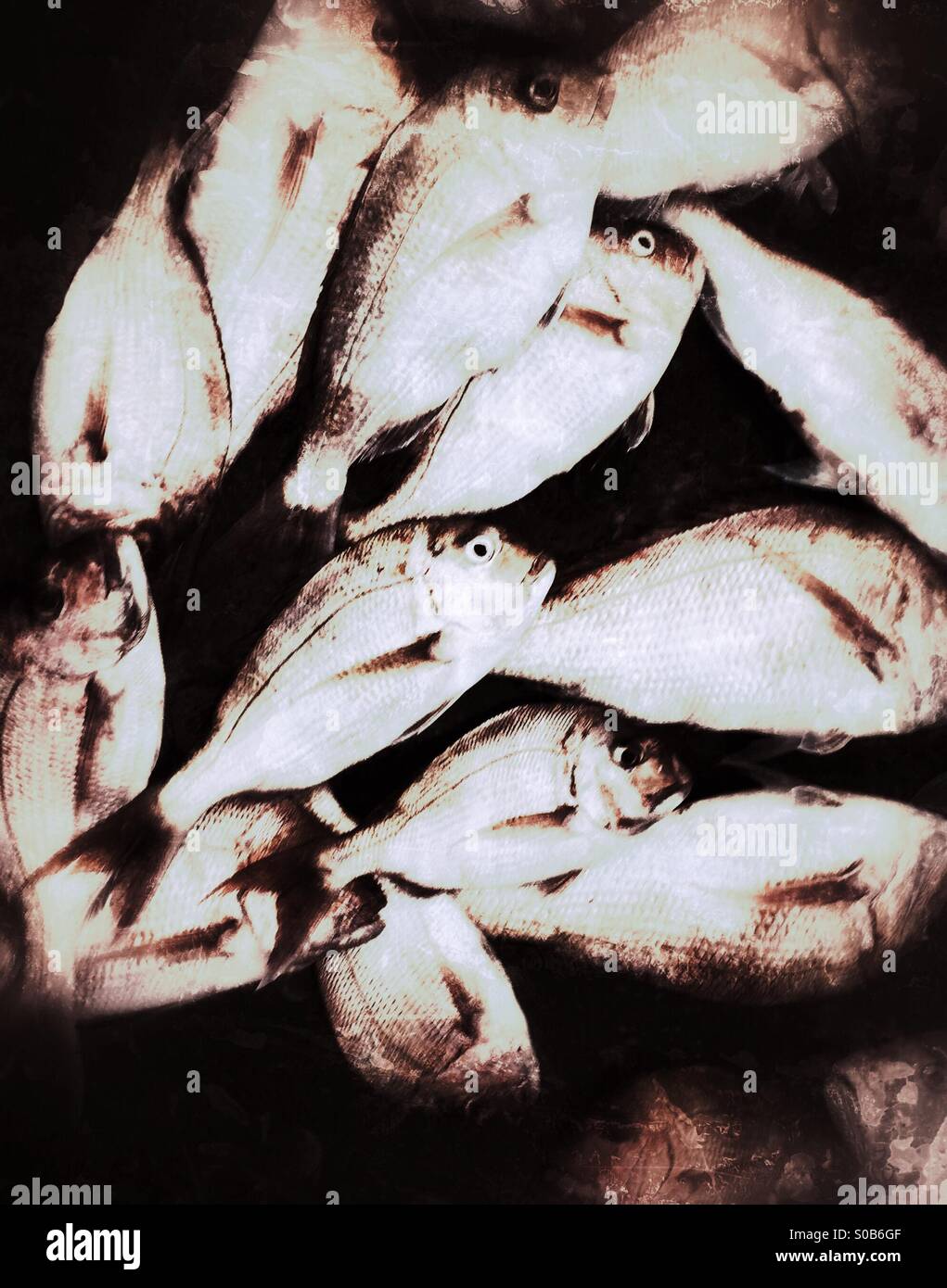 Red snapper fish - Smartphone Captured Stock Image