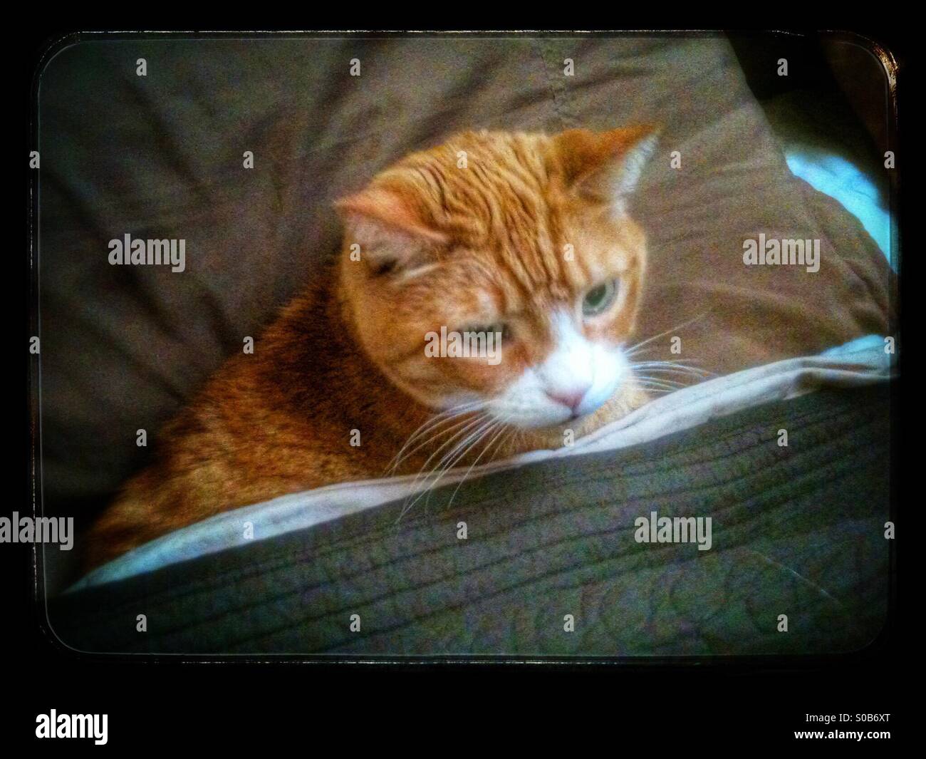 Gabby - Smartphone Captured Stock Image