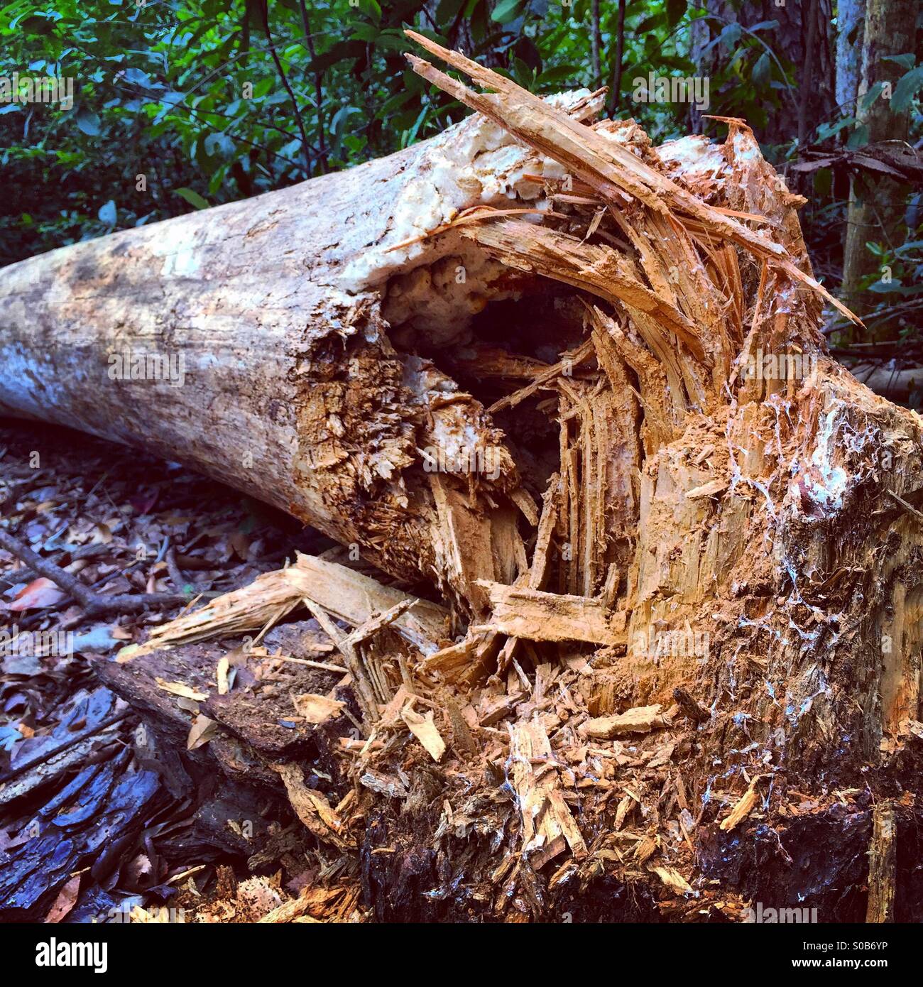 Fallen - Smartphone Captured Stock Image