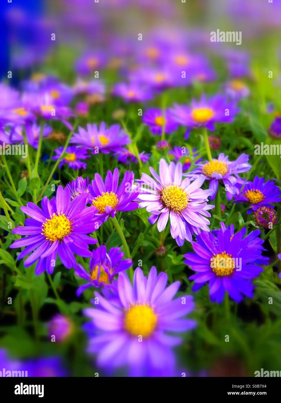 Violet purple aster flowers Stock Photo
