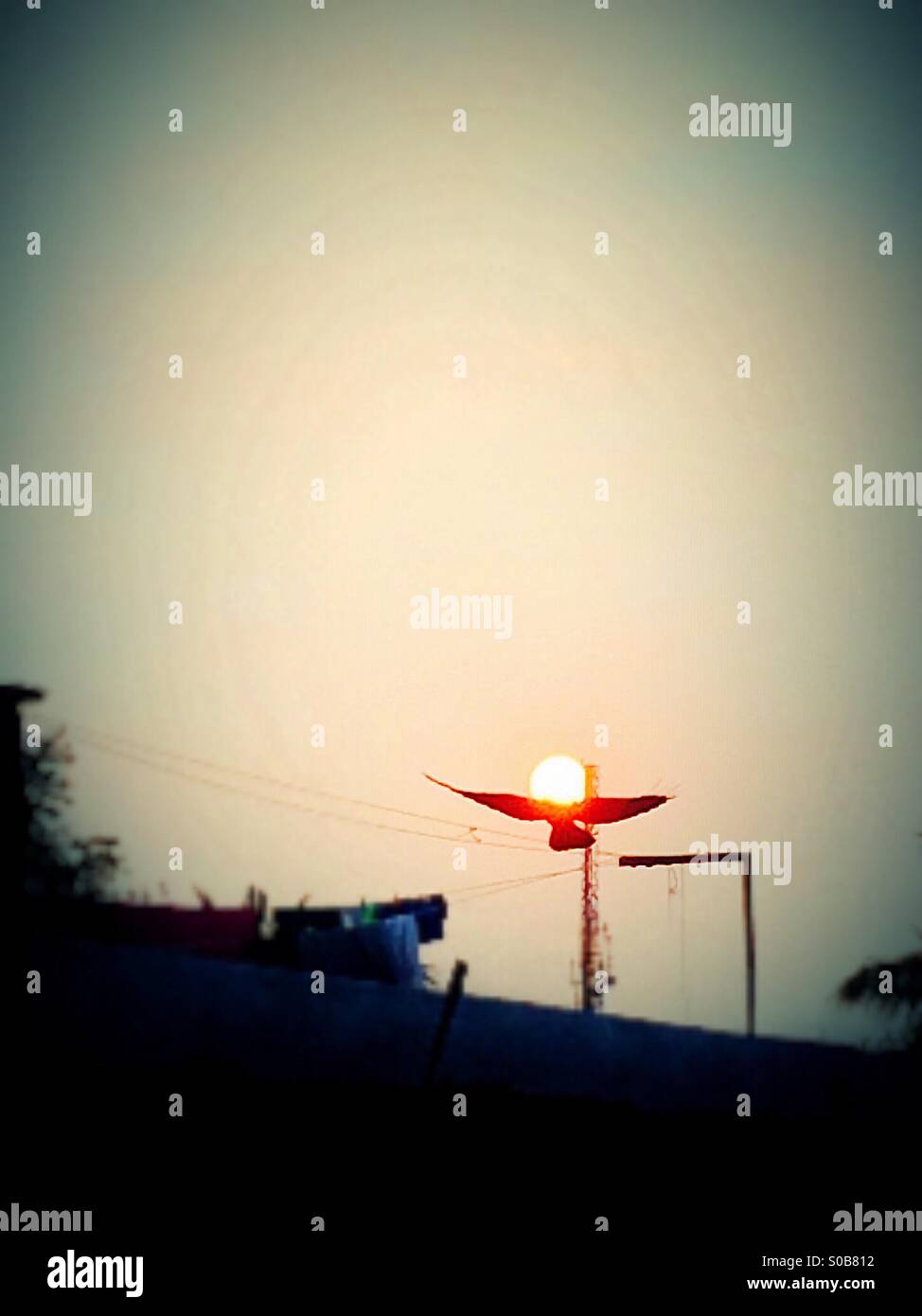 Sunfly - Sunset with wings, a perfect shot with an iPhone5s Stock Photo