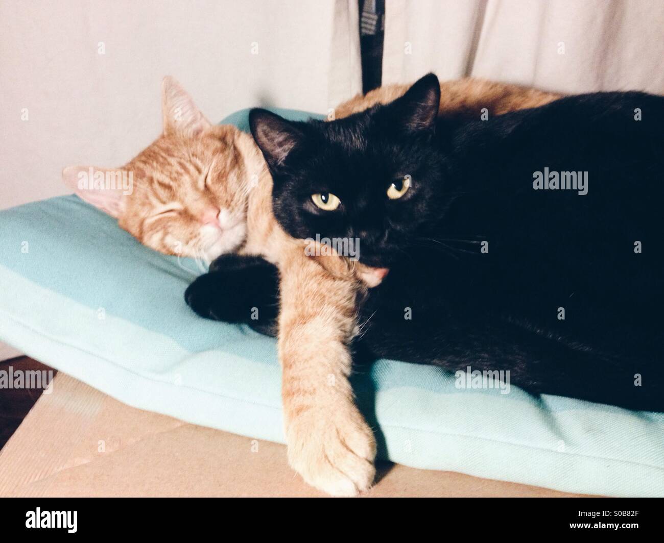 Black and orange cats cuddle. Stock Photo