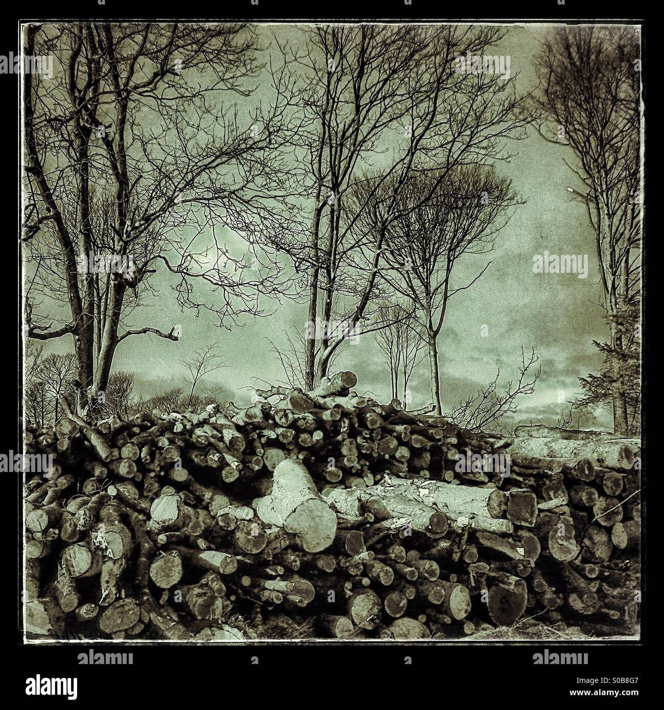 Old forest under threat - Smartphone Captured Stock Image