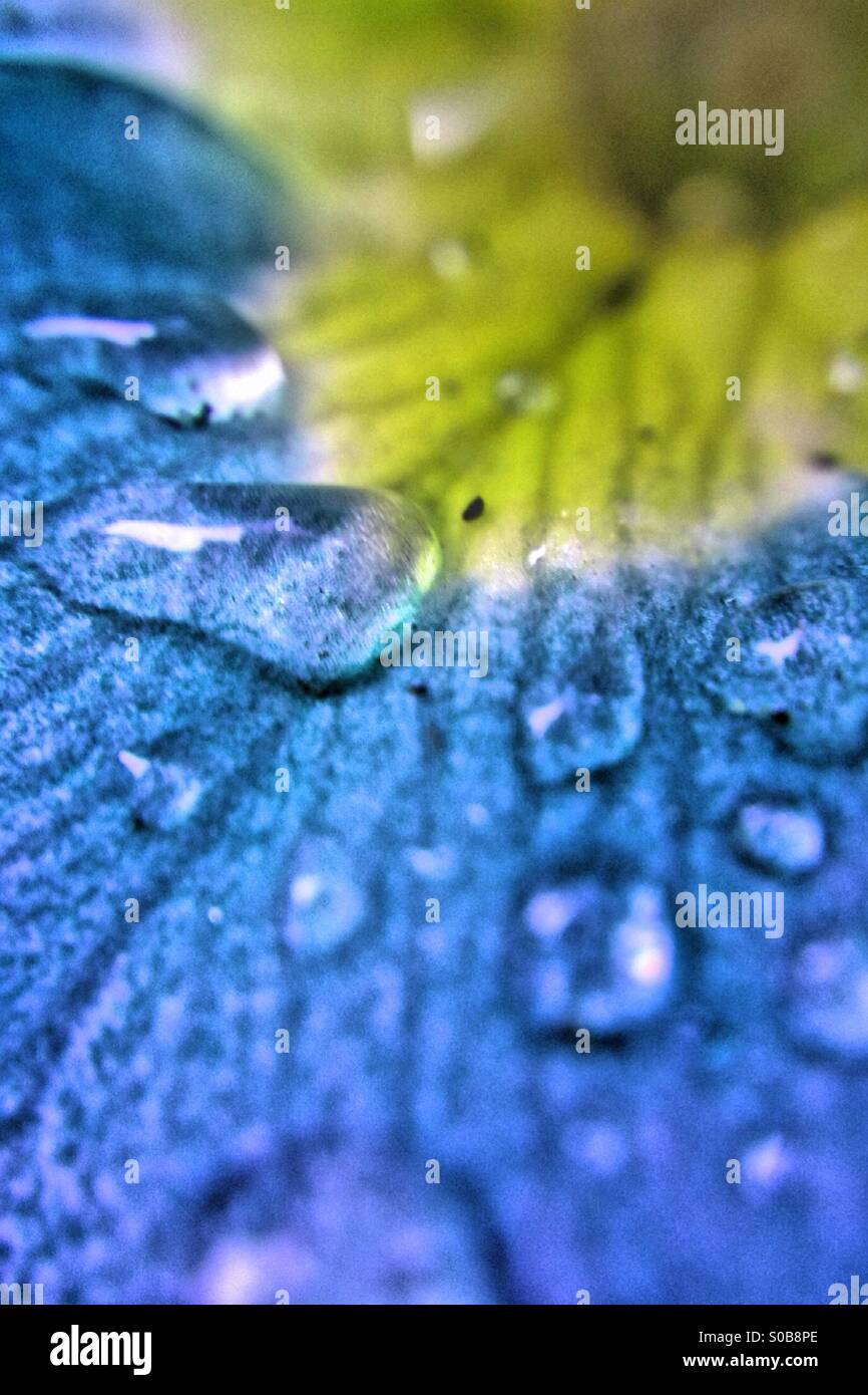 Primula flower petal with colour change Stock Photo - Alamy