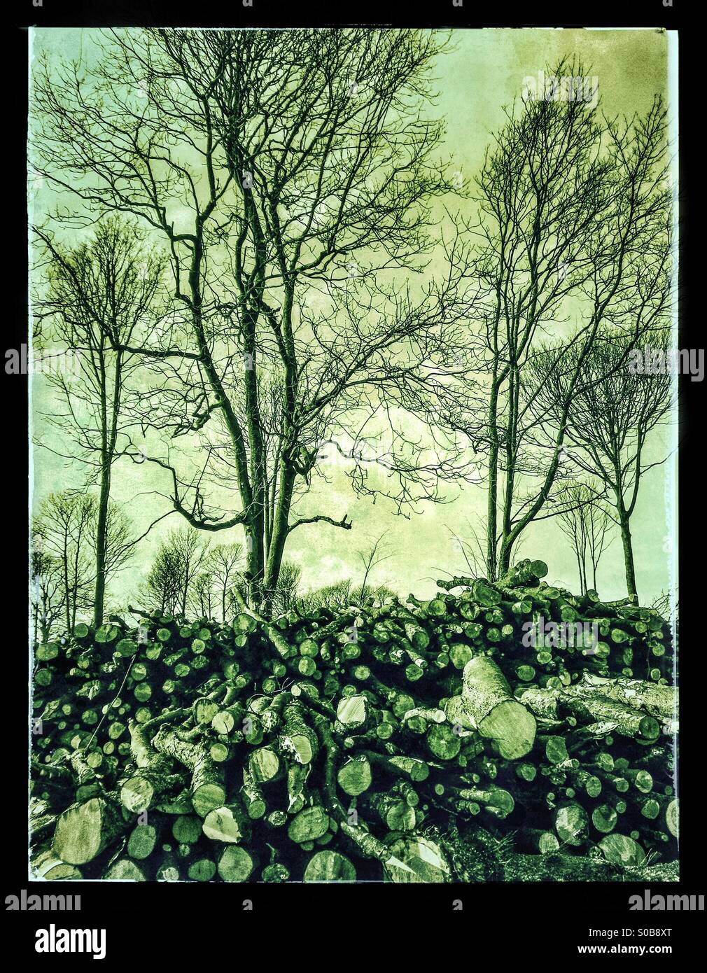 Death of a forest - Smartphone Captured Stock Image