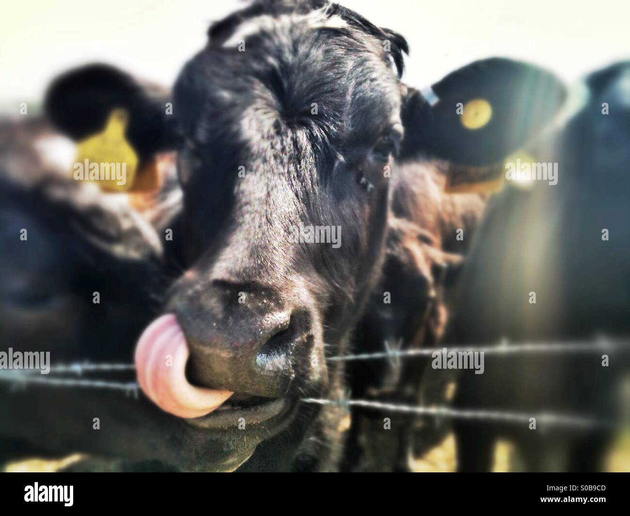 Cow with tongue in nostril. Tilt shift effect applied. Portrait. - Smartphone Captured Stock Image