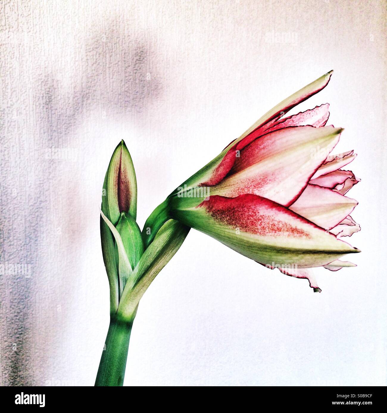 Bud amaryllis hires stock photography and images Alamy