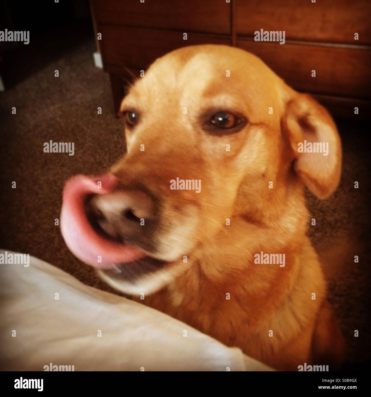 Dog licking nose hires stock photography and images Alamy