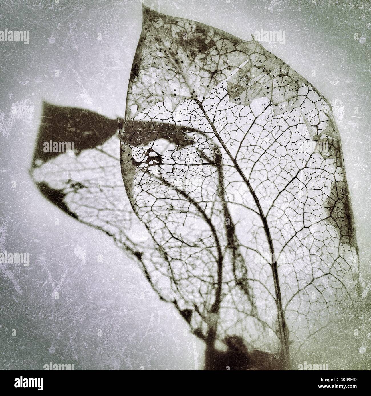 Leaf structure - Smartphone Captured Stock Image