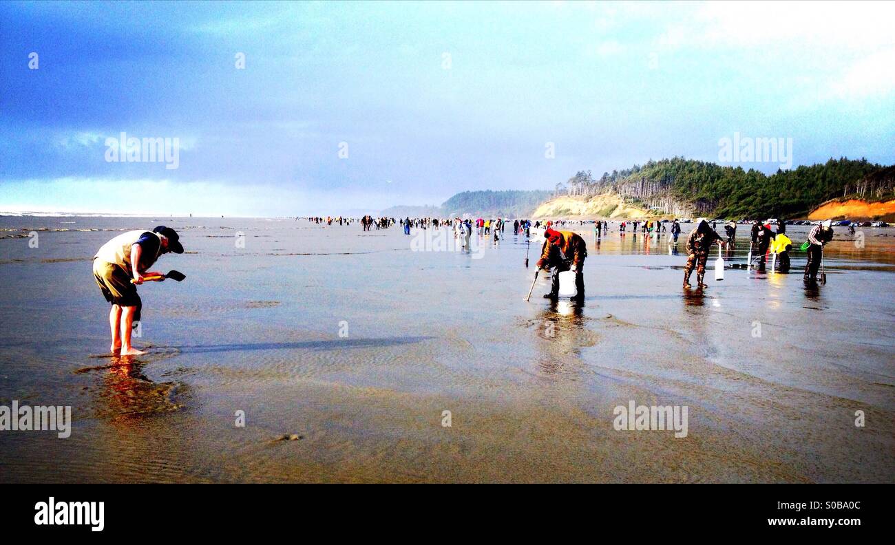 Clam digging hires stock photography and images Alamy