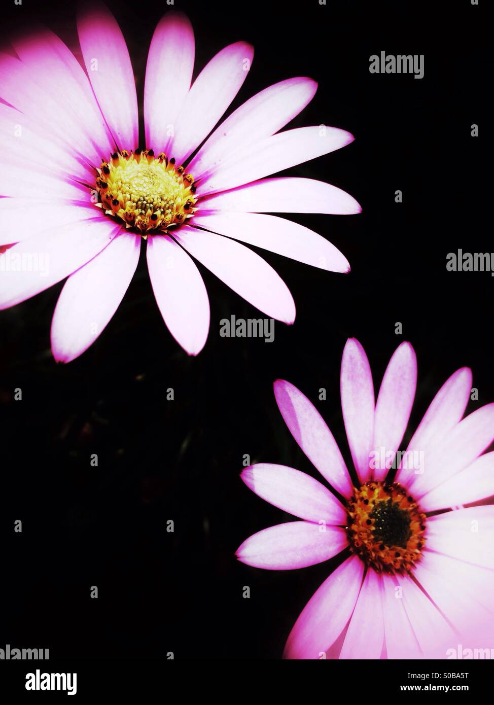 Pink daisy flowers Stock Photo