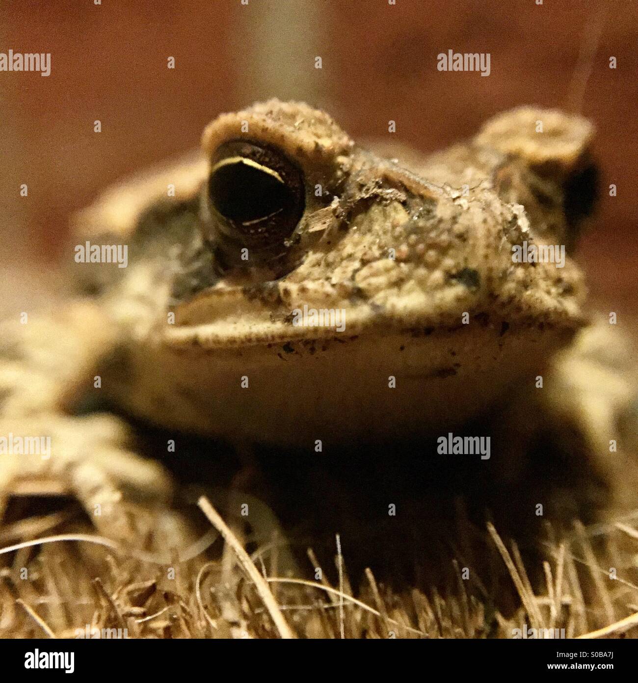 Silently waiting - Smartphone Captured Stock Image